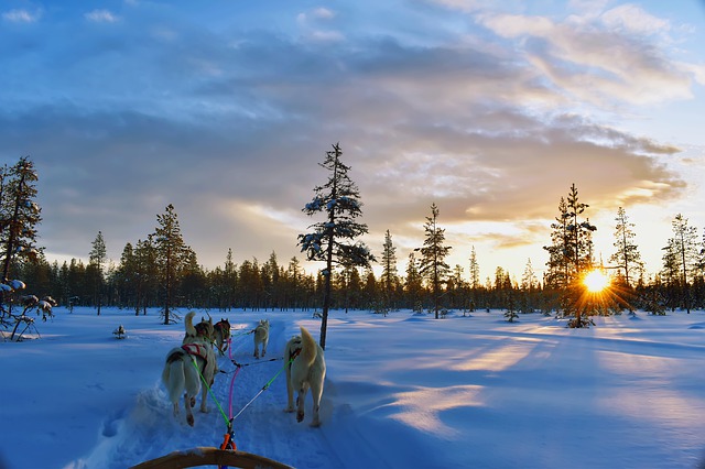 Huskysafari - Suomi