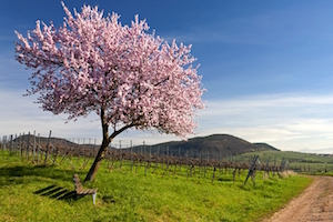 Kiertomatka viinireitti